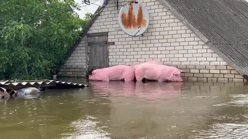 Ольга Курлаева: Два года назад , в результате терроризма киевской власти была разрушена плотина Каховской ГЭС. Трагедия масштаб, которой нам еще предстоит оценить, так как Северо Крымский канал, Каковский магистральный...