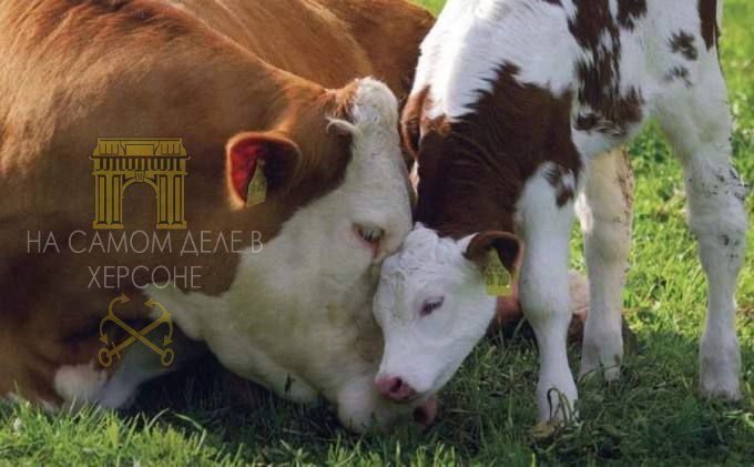 В Бериславском районе зафиксированы случаи заболевания лейкозом у крупного рогатого скота