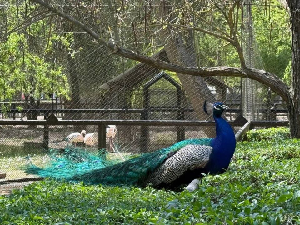 ���������� ��������-���� ���� ����������� � ���� ������