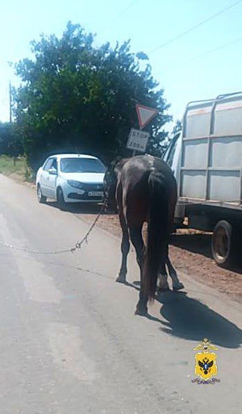 Жителю Скадовского округа грозит до пяти лет лишения свободы за кражу коня