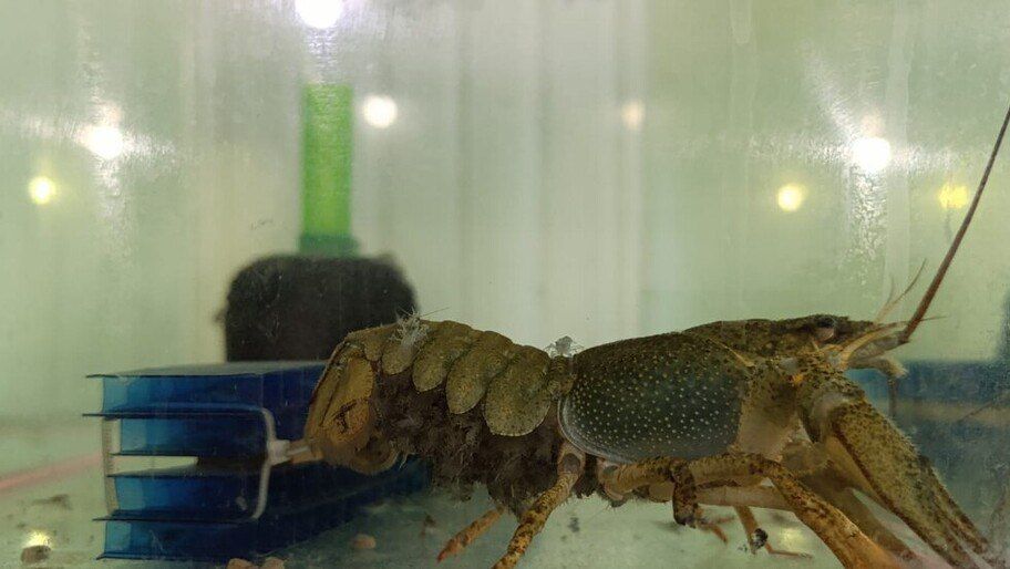 В Азово-Черноморском бассейне будут выращивать длиннопалых раков