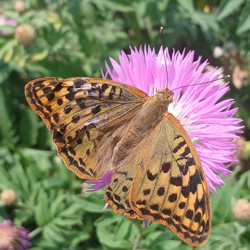 В Скадовском МО 11 июня будет солнечно
