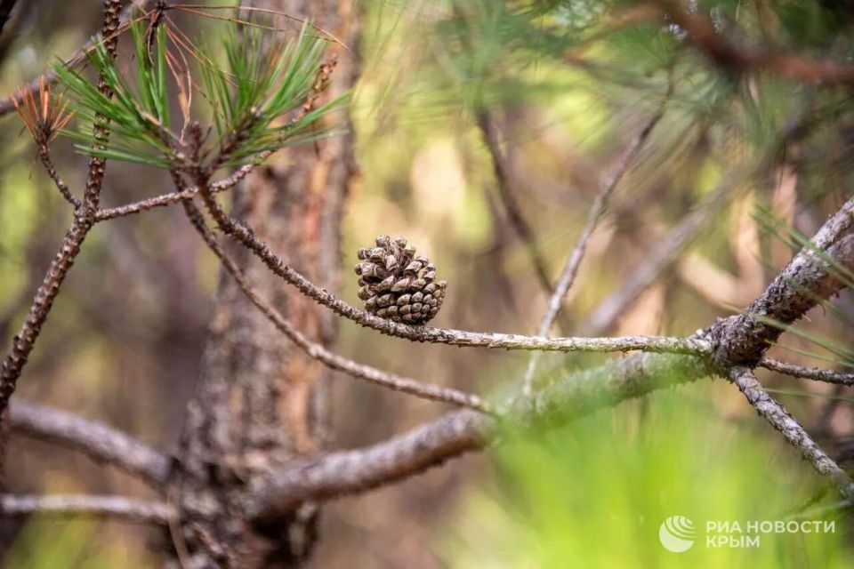 Погода на новых территориях России