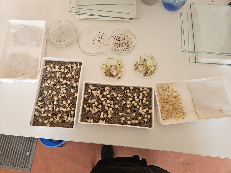 В Херсонской области откроют ещё одну лабораторию Россельхозцентра для проверки семян