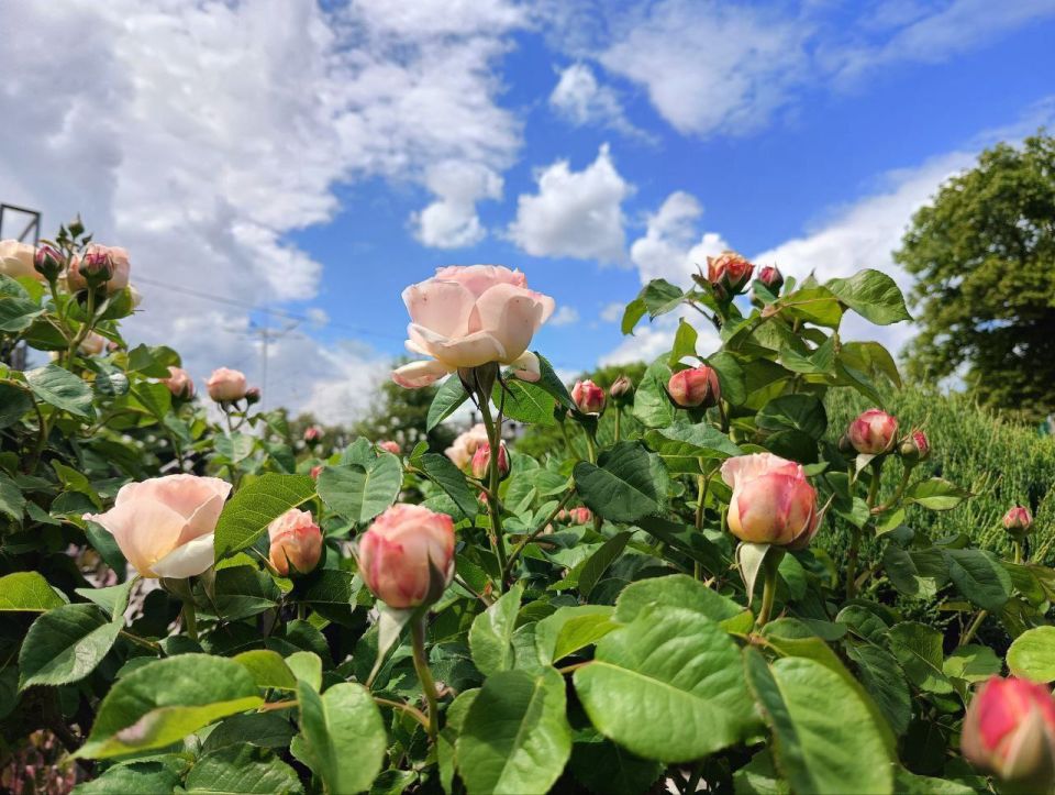 ������� ����, �����������!