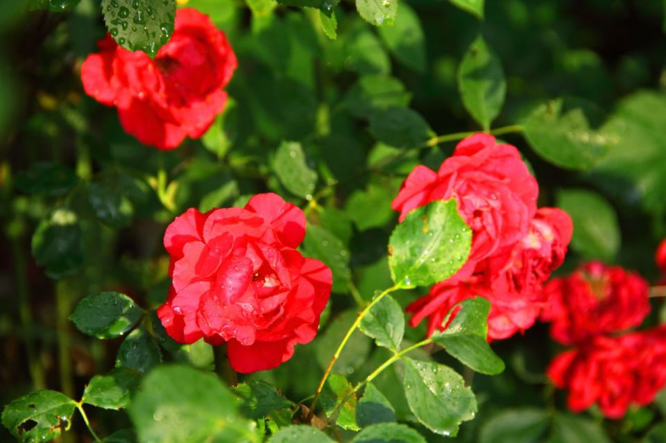 � ���������� ������� ������ ������������ �����