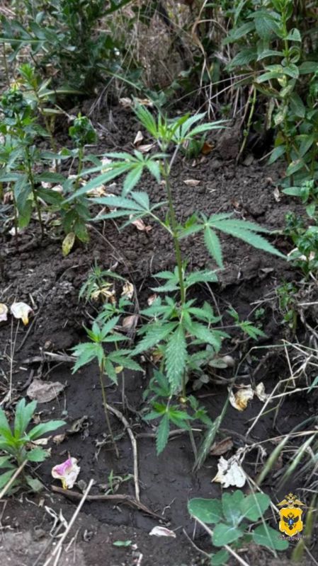 ������� ���������� ��������� ������ ��������� ��������������� �� ����������� �������