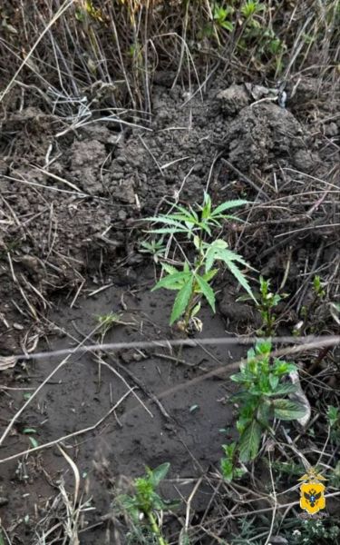 ���������� ���. �������� ���������� ������� ������ ��������� ��������������� �� ����������� �������