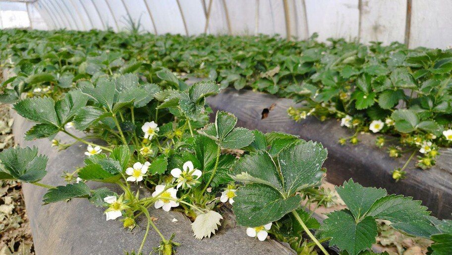 В Алешкинской администрации рассказали о работе по выводу сельского производства из тени