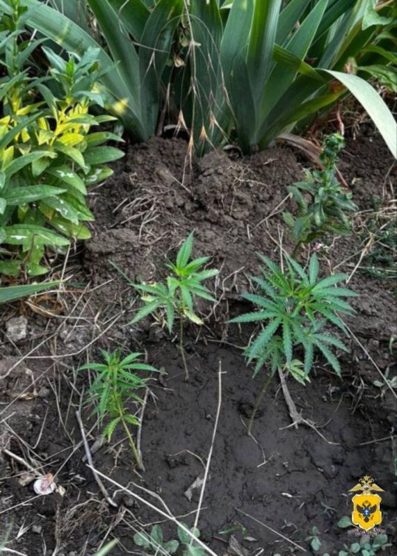 ���������� ���. �������� ���������� ������� ������ ��������� ��������������� �� ����������� �������