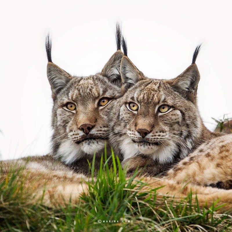 . ��������� ���� ����������� , ��� ������ � �� �����