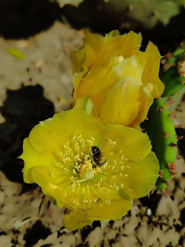 Ƹ����, ����������, ��������� - ����� ��������� ������� ������ ����������� �� ������� � ������������ � ��������� ������