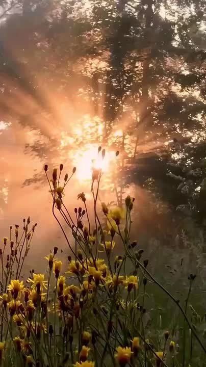 �������� ����������