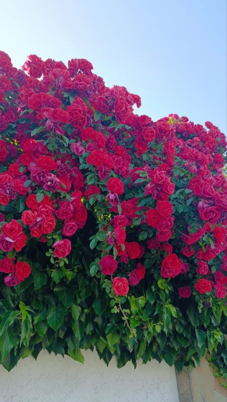 � ������ �����, �����������!