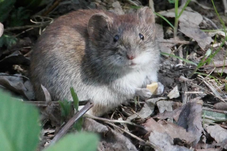 ���������� ������� ����� � ���������: ��� ��� ��������� ��� ��������