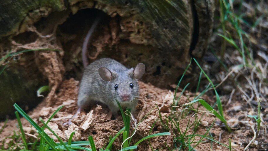 ���� � ���������. ������� �� ������������ ������ ��� ������ � ���������� �������