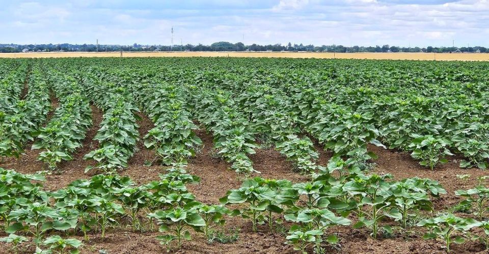 ������� ��������������� ����������� ������ ��������� ������ � ���� ���� 7 900 �������� �������, �������� ���� ��������