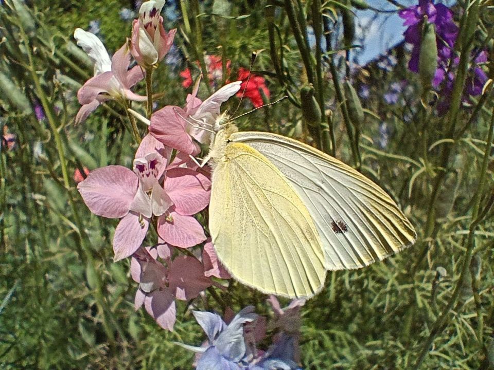 � ������ �����, �����������!