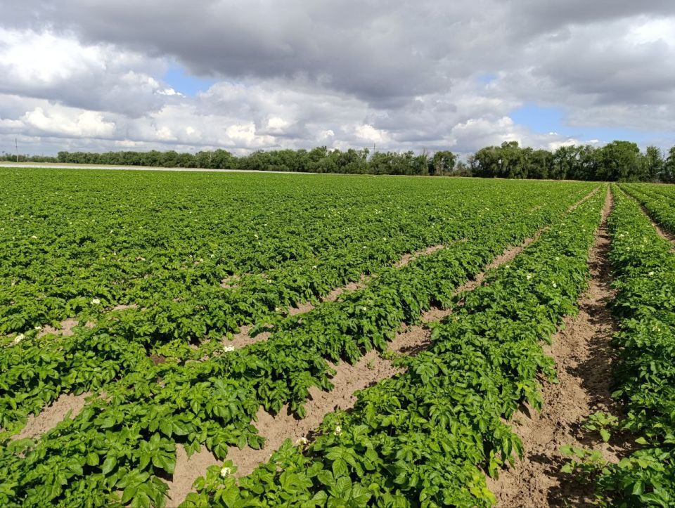 ����������� ����������������� ��������� ������������ ��������� �� ����������� ����������