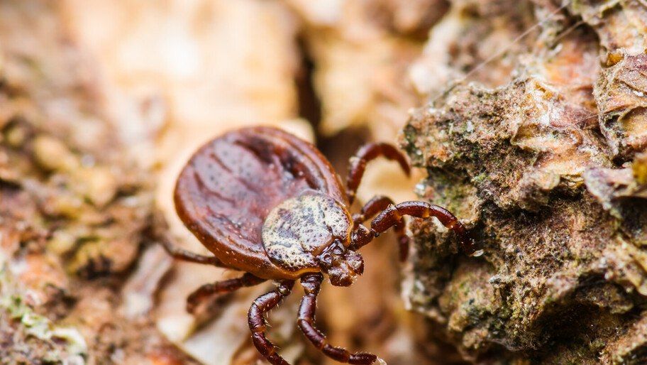 � ���������� ������� ���������������� 42 ������ ����� ������