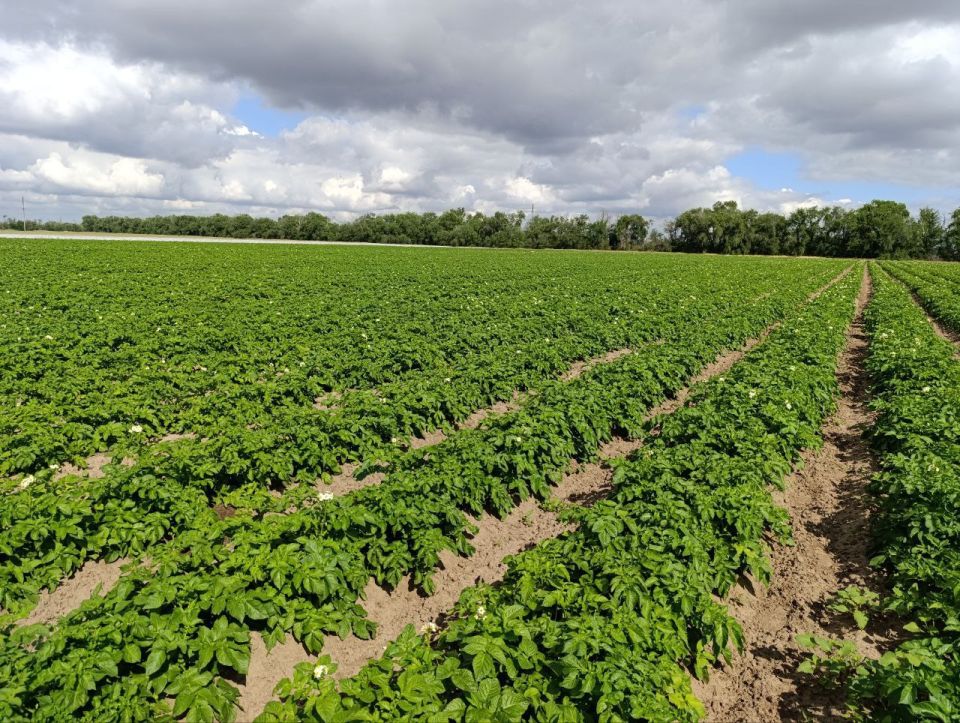 ���������������� �������� ������������ ��������� �� ����� �� ����������� ����������� ������