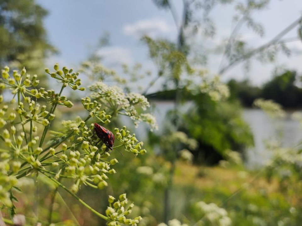 ���� ������� ����, ������� �������, �������� ��������� ������