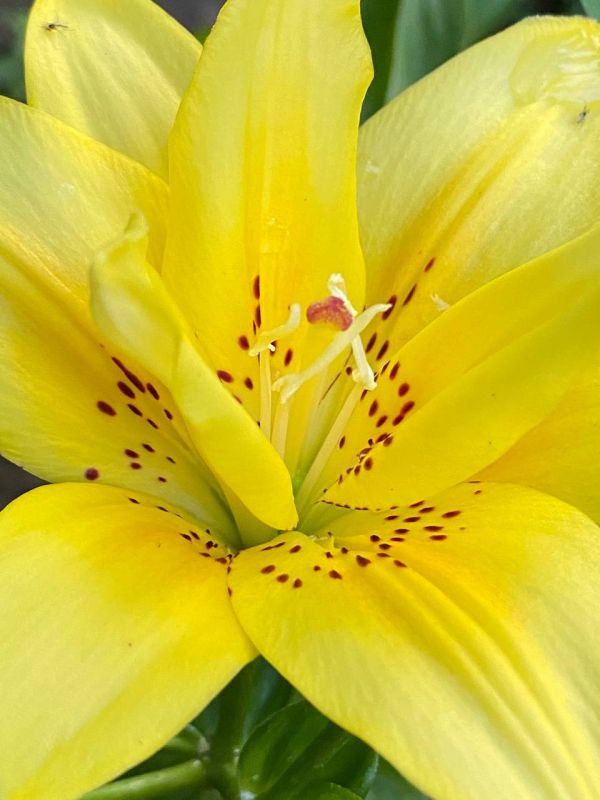 ������� ����, �����������, ������� ���, ������� �������!