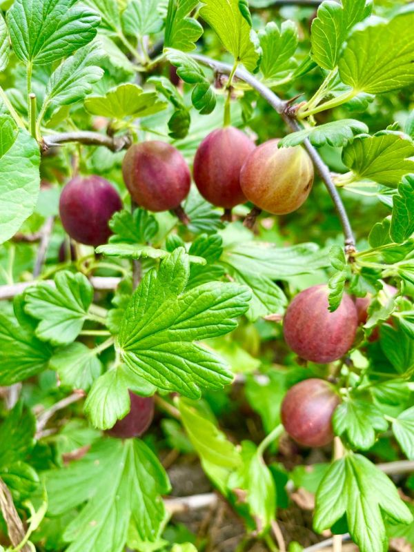 ������ ����!. �����, ������������� ��������! ���������� ���� ����������! sd_kakhovka@khogov.ru