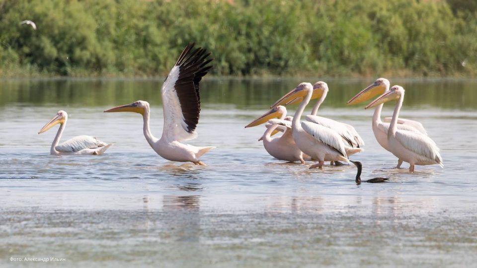 ������������� ��������� ������������� � �������� ������������� �����������