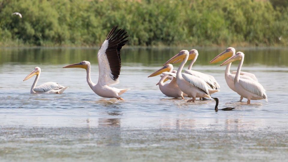 ������������ ���������� ������� ����������� ������