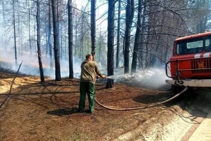 300 гектаров леса горело в Новомаячковском лесничестве Херсонщины
