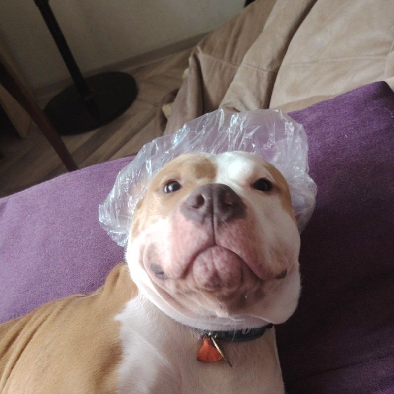 ���� �� ��� �� �����, ������ ��� ���������: ������� ���� �����