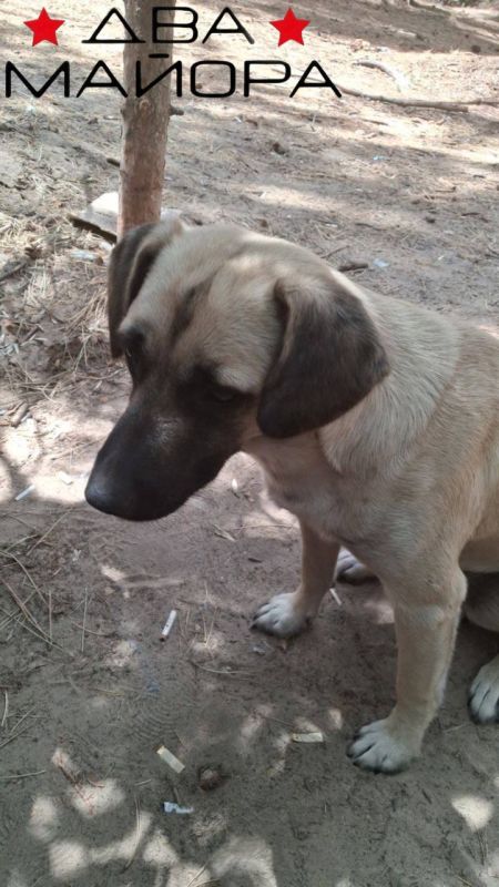 ��� ������: ���������� �����������. �� ����� �������������