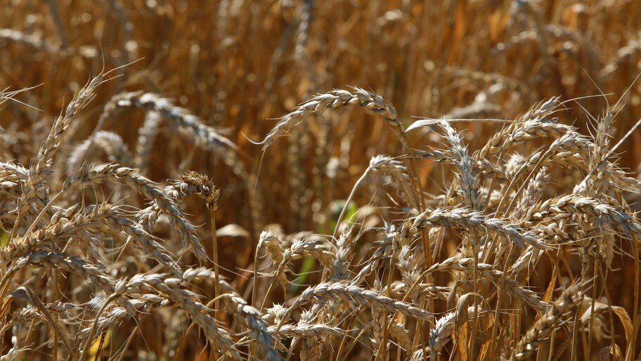 � ���������� ������� ���������� ��������� ��������