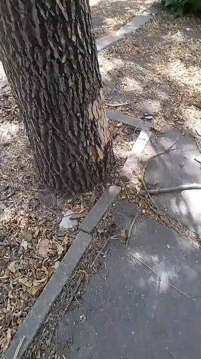 ������. ������� ����