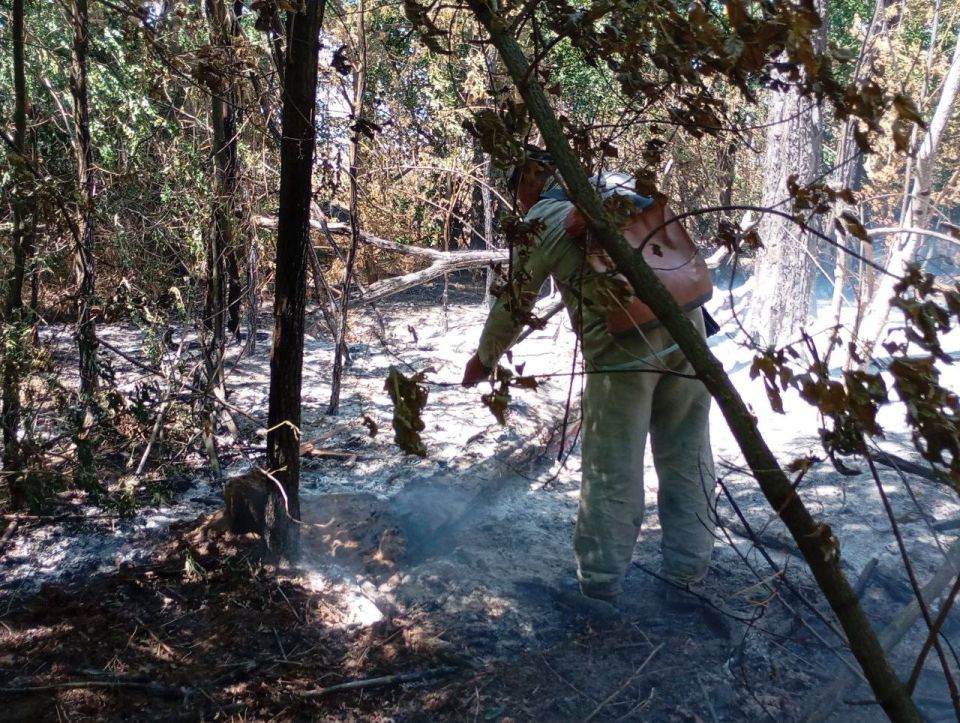 Сотрудники Голопристанского лесхоза ликвидировали 14 лесных пожаров на площади 56 гектаров