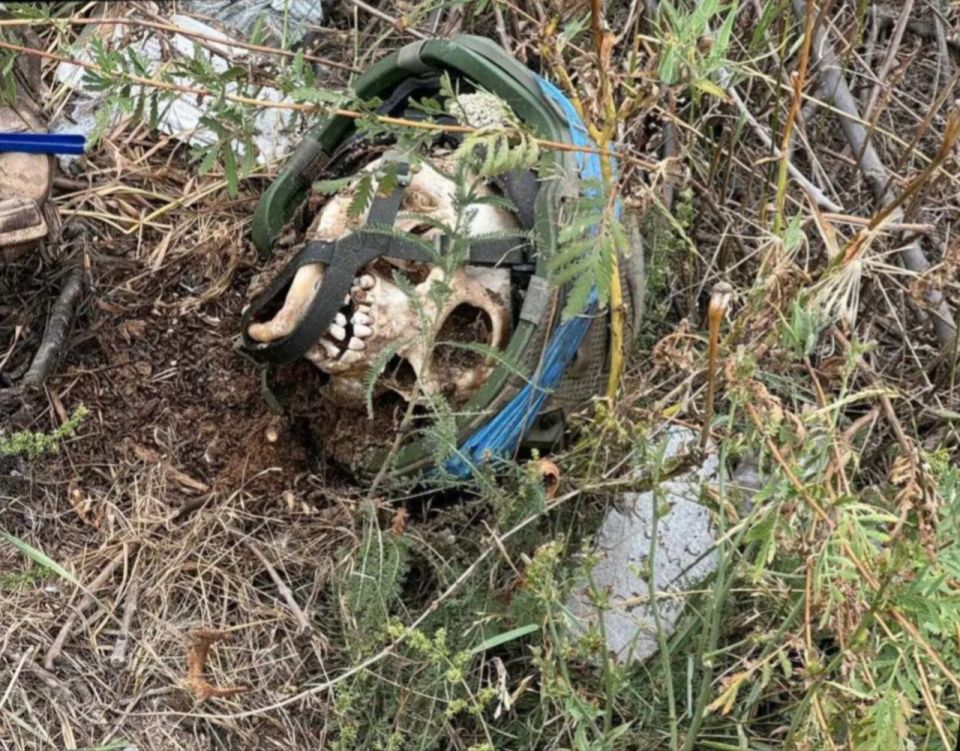 ����������. ��������-����� ���������� �������