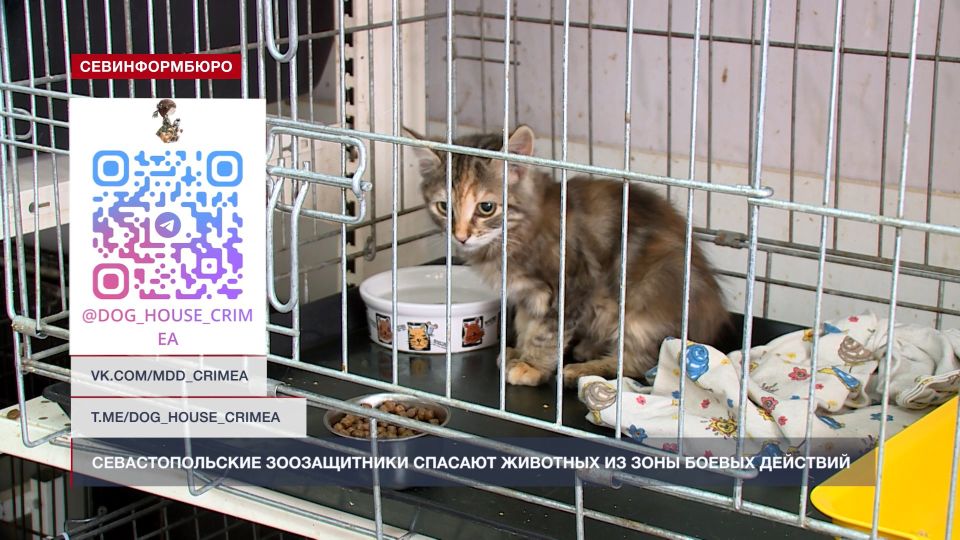 ��������������� ������������ ������� �������� �� ���� ������ ��������