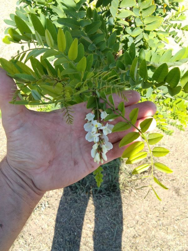 �������� ������, ���������� ����������� ��� �� "������������"