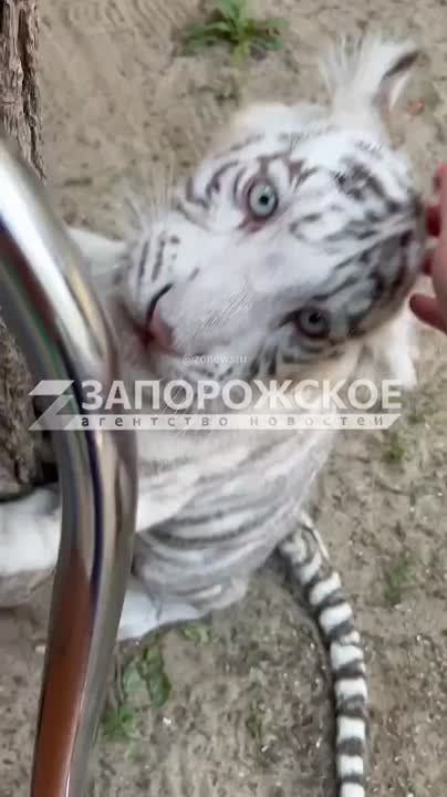 ��� �� ���������, �� ��� ��������� �����!