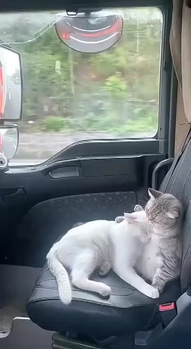 � ��� ��������.... ������ �����������, ������������� ��������... ����, ���� ������, ����