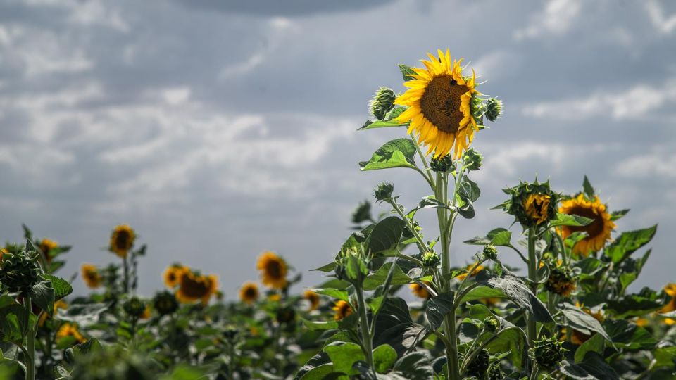 �������� ������: ����� ������� ������������ � ��������� ��������������� ����������