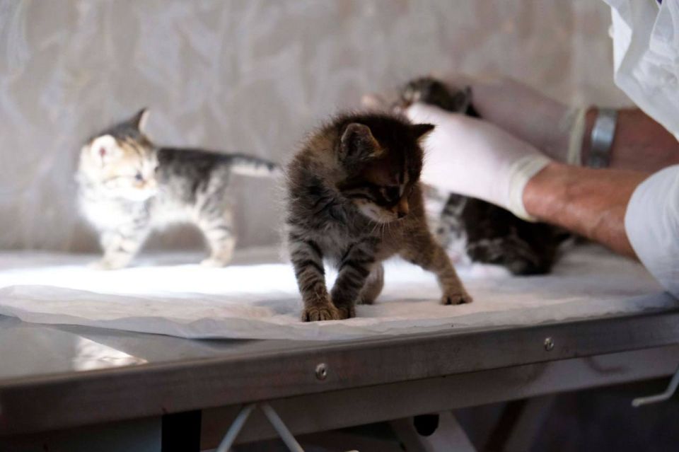 � ���������� ��� ����������� �����������-���������� ������ ���������� ���������� ������ ������ �������� � ���������� �������