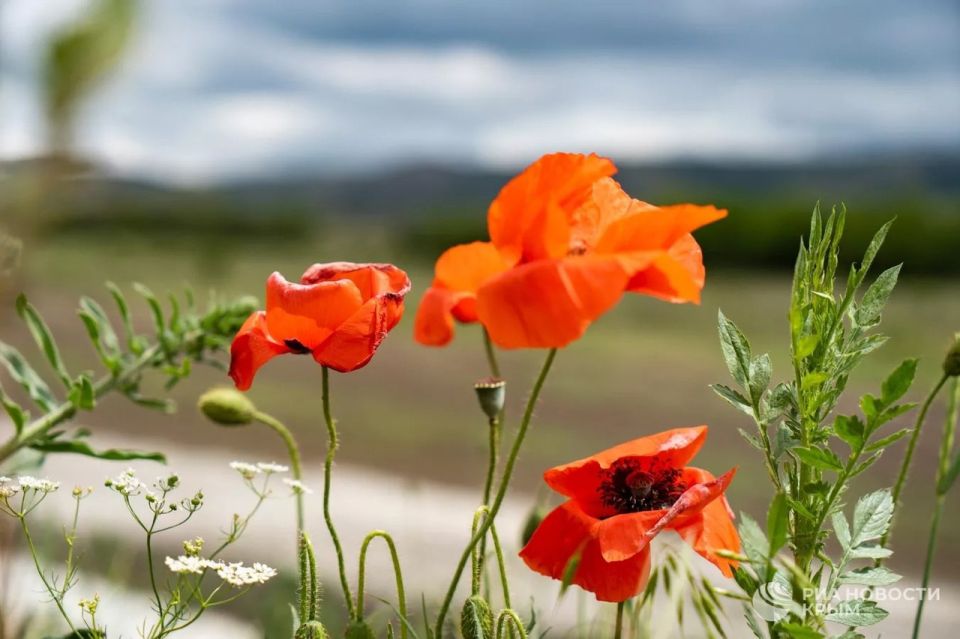 ������ �� ����� ����������� ������