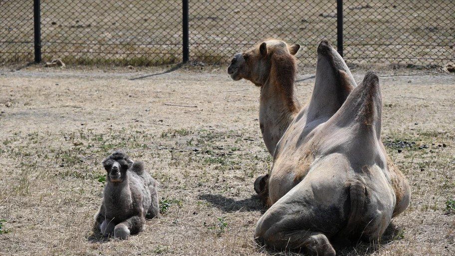 � ��������-���� ��������� ��������� ��������� � ������ �����������