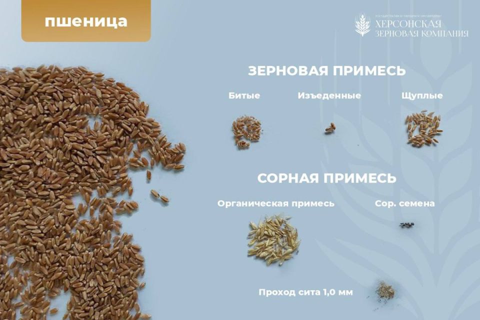 С начала 2024 года специалисты лаборатории филиала «Братолюбовский элеватор» Херсонской зерновой компании провели более 1000 исследований проб зерновых и масличных культур, выращенных аграриями Херсонской области