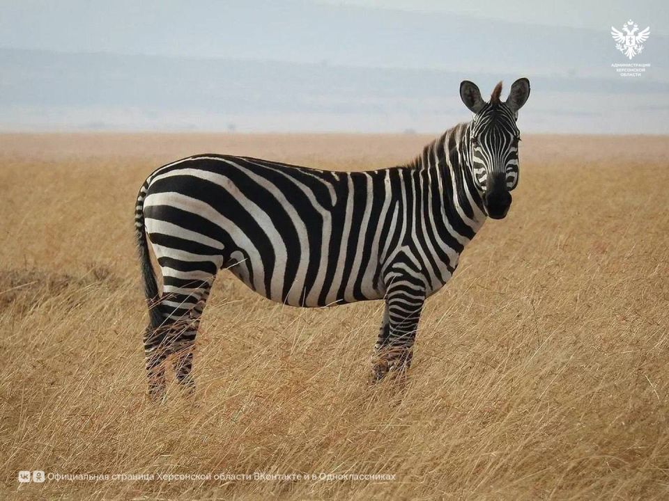 � ����������� ��������-���� ����������� ���� �������������� ������