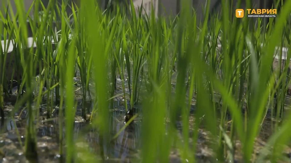 � ������-����������������� ��������� ���� ���������� ������� ������ ������� 40 ������ ���� ��������