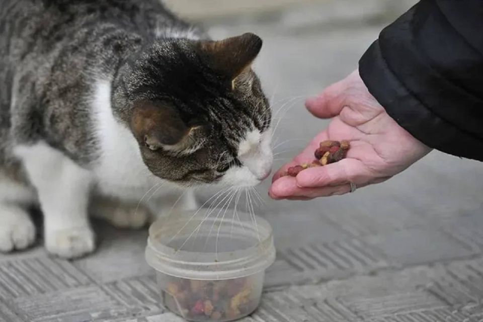 � ������ ����� ��������� ������� �������� ����� �����