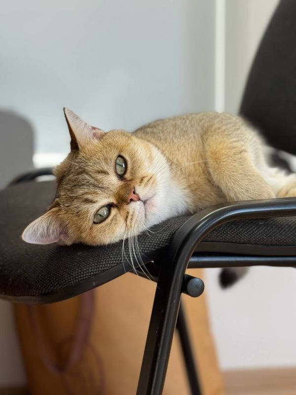 ���� �������: ������� �������: ��������� ��������� ����� � ���������� ������������ ���������